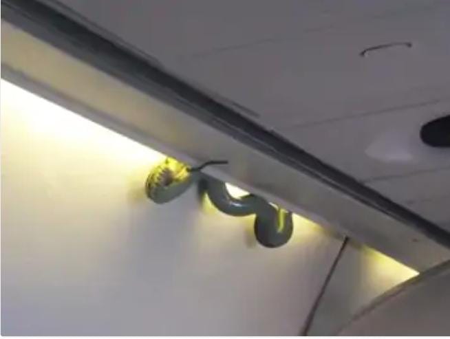 ASTONISHING : एयर एशिया के उड़ते Aeroplane में मिला सांप, यात्रियों में हड़कंप,  Emergency landing,  वीडियो…
