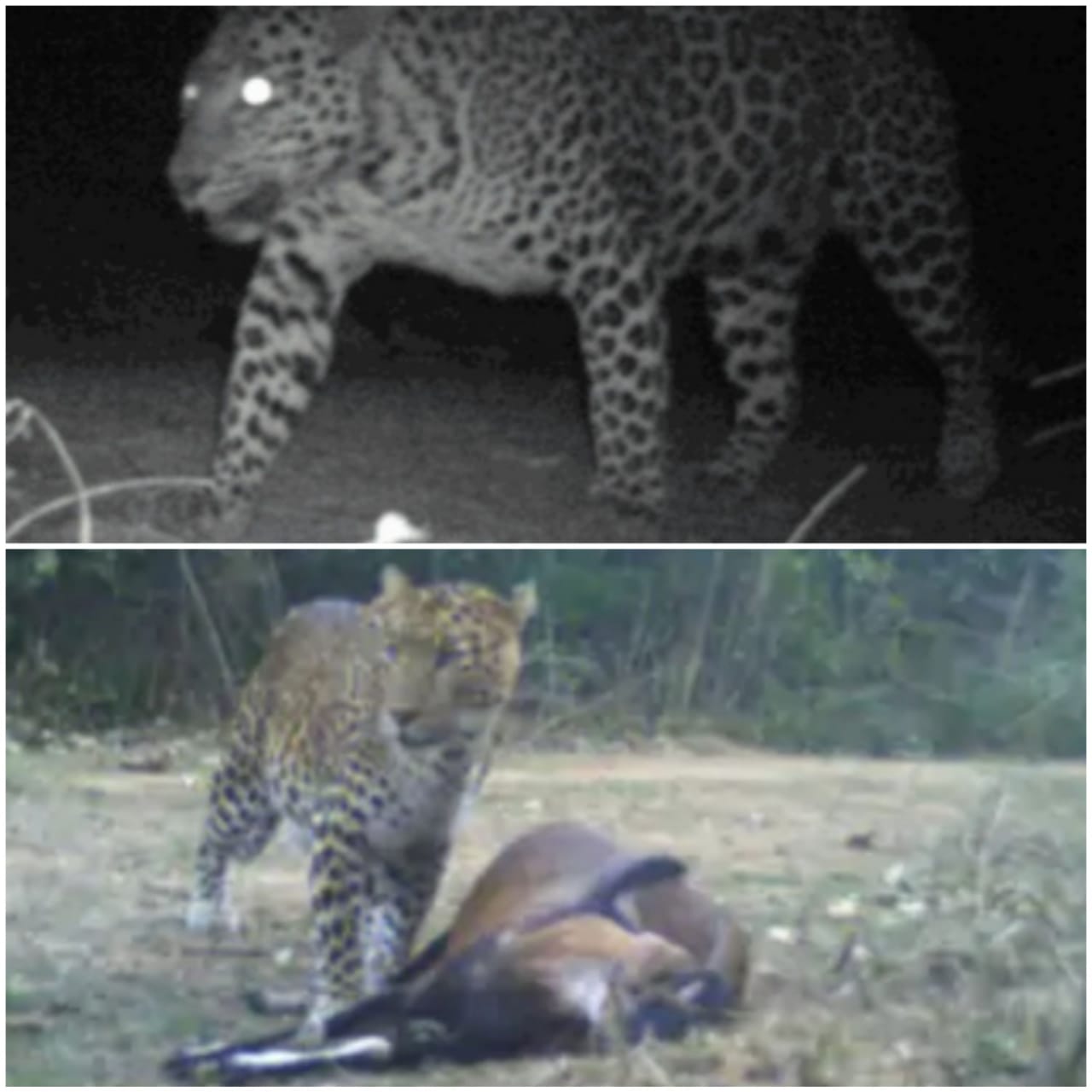 JHARKHAND : लातेहार के बेतला नेशनल पार्क में दिखा तेंदुआ, सीसीटीवी में तस्वीरें कैद, पहली बार इस इलाके में…