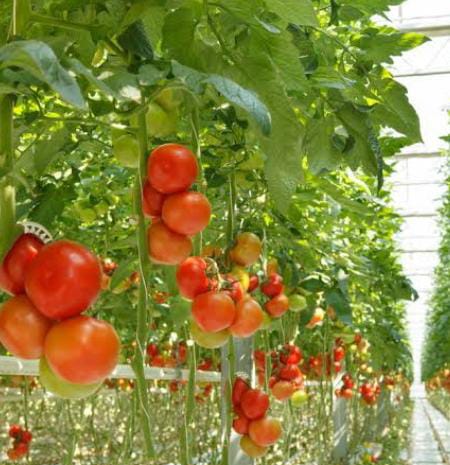 SOILLESS FARMING : हाइड्रोपोनिक टेक्नोलॉजी से अपने घर में करें खेती, बाजार से नहीं लें सब्जियां, कमाई भी…