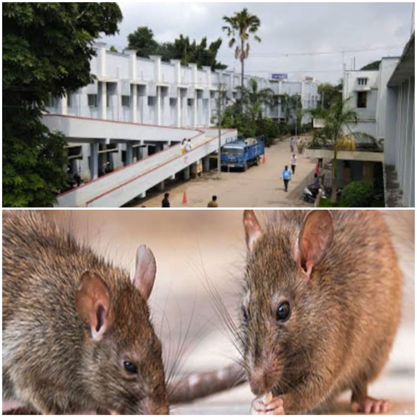 TELANGANA :ICU में भर्ती था मरीज, चूहों ने ऐसा कर दिया हाल कि जानकर…