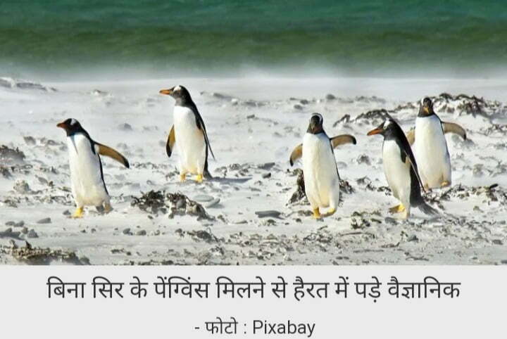 इस देश के समुद्री तट पर मिले बिना सिर वाले पेंग्विंस, हैरत में में वैज्ञानिक…