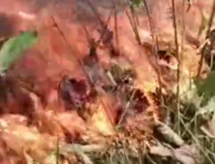 Severe Fire : बिहार के VTR में आग ने लिया भयंकर रूप, पूरी हरियाली…