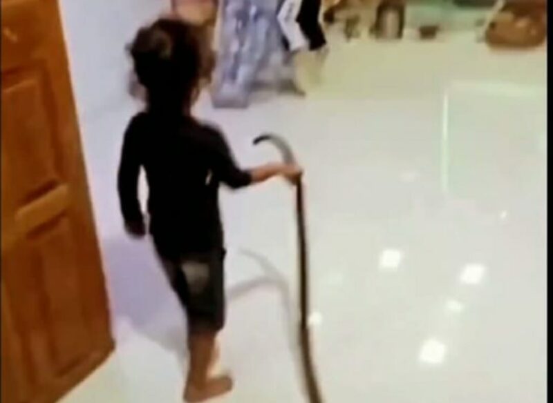 Amazing Child : सांप को रस्सी समझकर खींचते हुए पूजा रूम में चला गया बच्चा, इसके बाद जो हुआ…