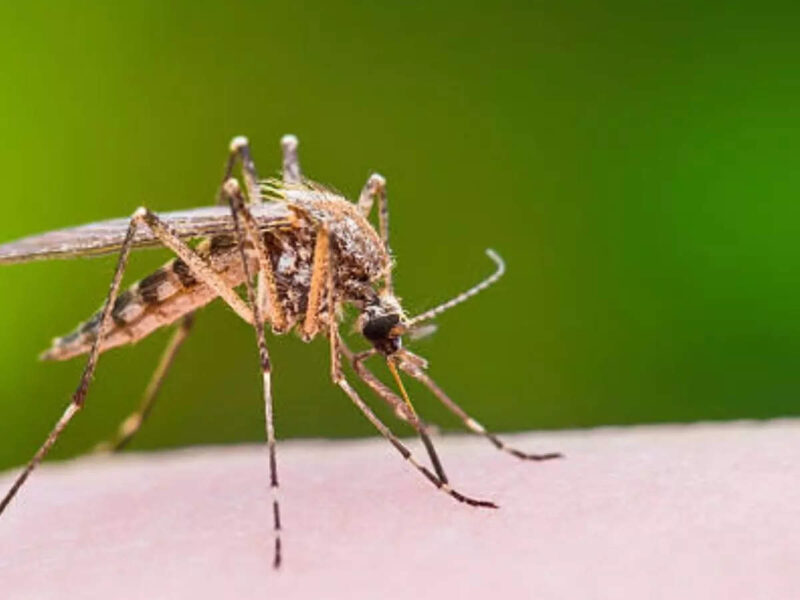 Health Care … और तब मच्छरों के काटने का कम पड़ेगा असर, डेंगू से भी…
