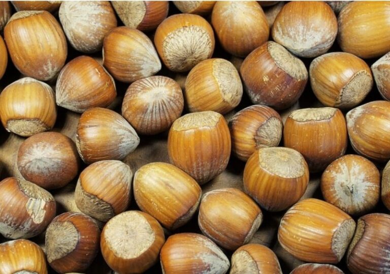 hazelnuts 1