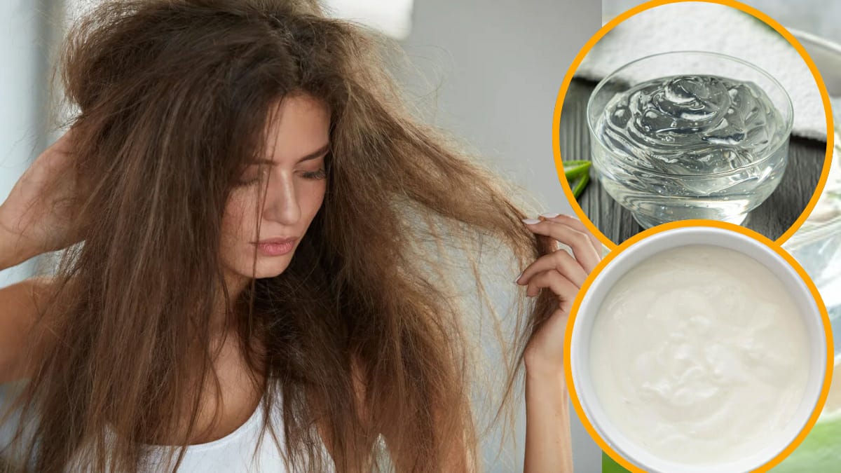 Health tips: नहीं बढ़ रही बालों की लम्बाई तो घबराने की कोई बात नहीं, एलोवेरा में दही मिला कर बालों में लगायें; समस्या होगी चुटकियों में दूर