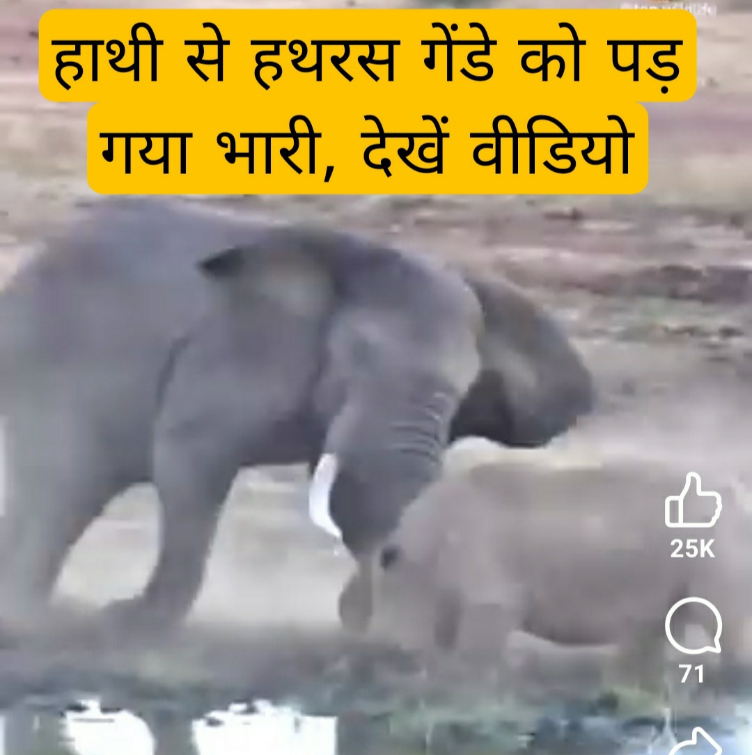 Forest life : हाथी से हथरस करना गेंडे को पड़ गया भारी, देखें वीडियो 