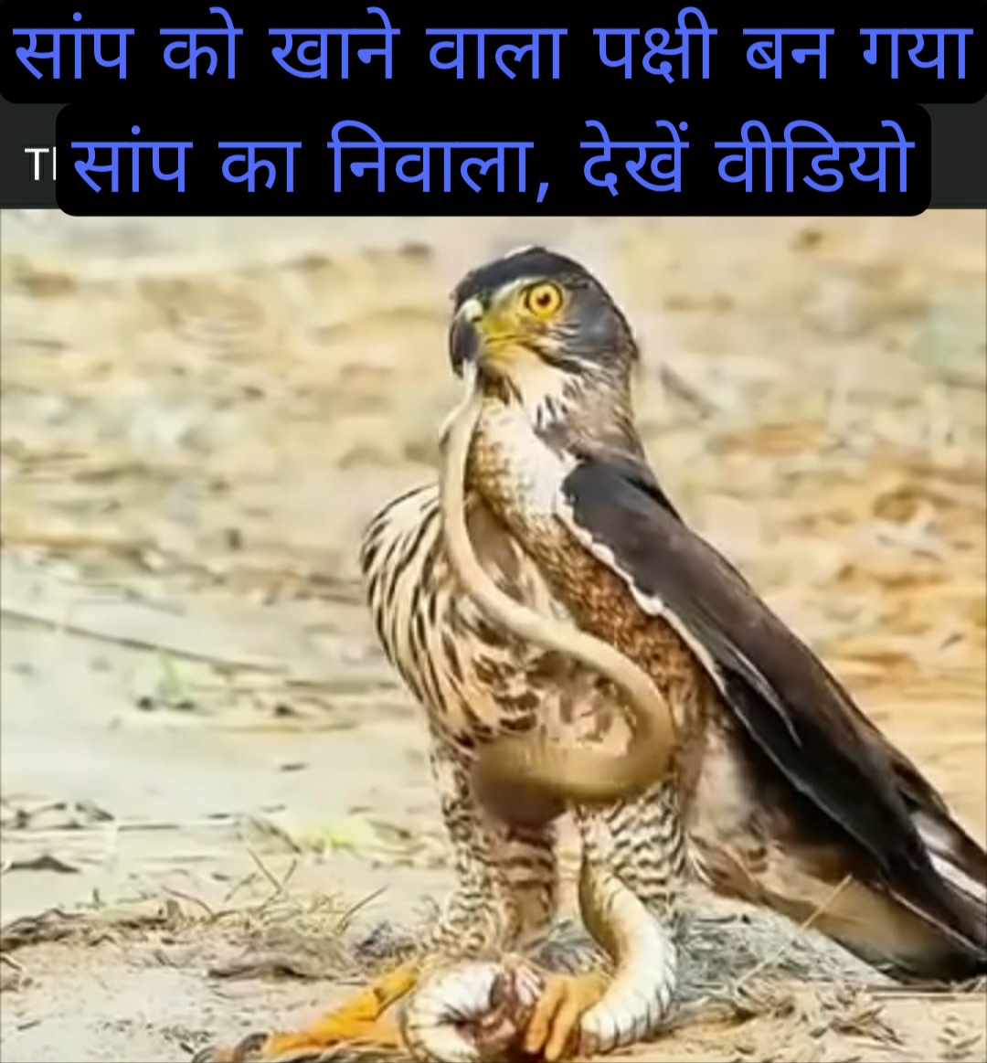 Forest life : सांप को खाने वाला पक्षी, जब बन गया सांप का निवाला , देखें वीडियो 