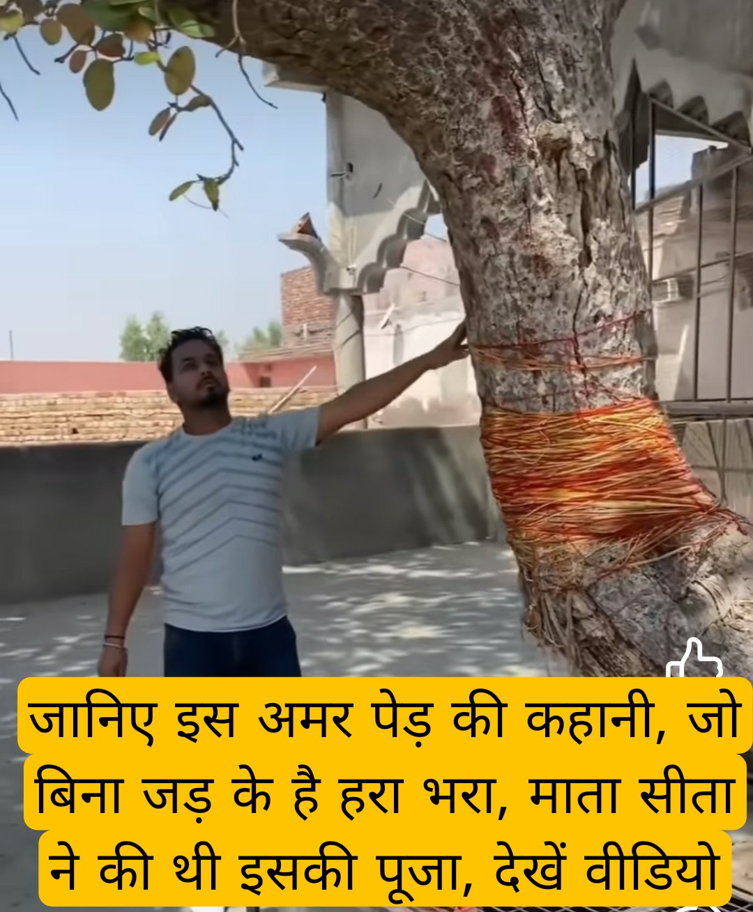 चमत्कार : जानिए इस अमर पेड़ की कहानी, जो बिना जड़ के है हरा भरा, माता सीता ने की थी इसकी पूजा, देखें वीडियो