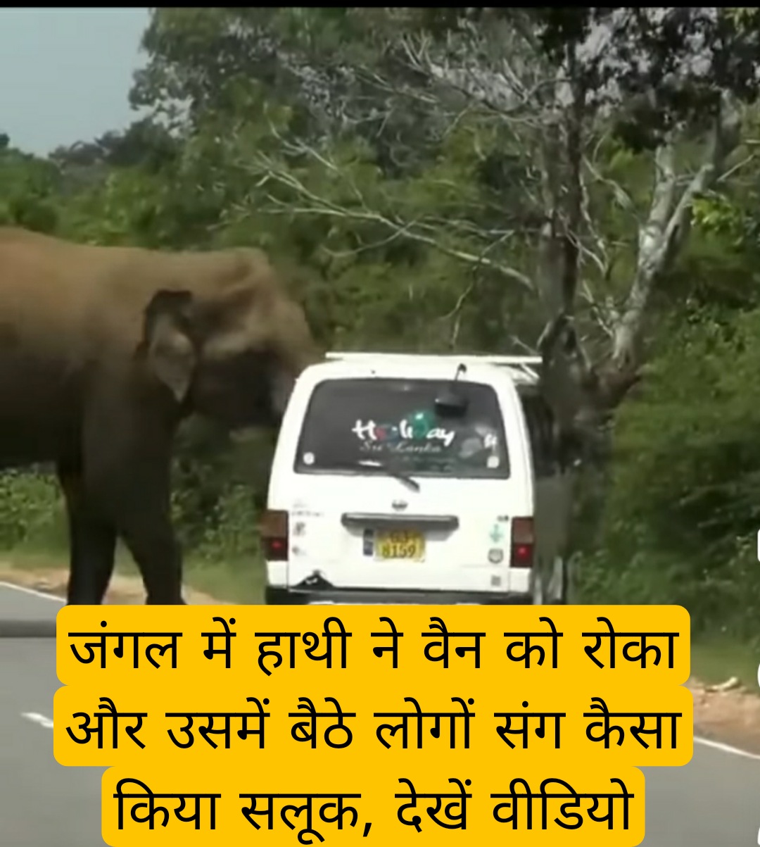 जंगल में हाथी ने मारुति वैन को रोका और उसमें बैठे लोगों के साथ उसने कैसा किया सलूक, देखें वीडियो 