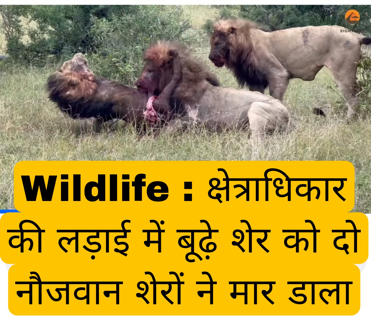 Wildlife : क्षेत्राधिकार की लड़ाई में बूढ़े शेर को दो नौजवान शेरों ने मार डाला