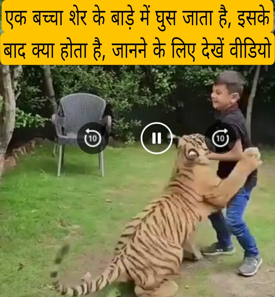 एक बच्चा शेर के बाड़े में घुस जाता है, इसके बाद क्या होता है, जानने के लिए देखें वीडियो