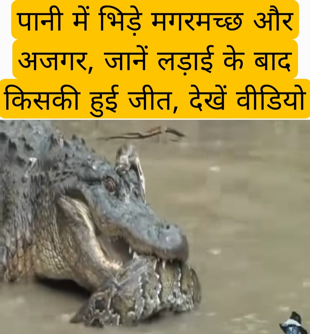 crocodile and snake fight