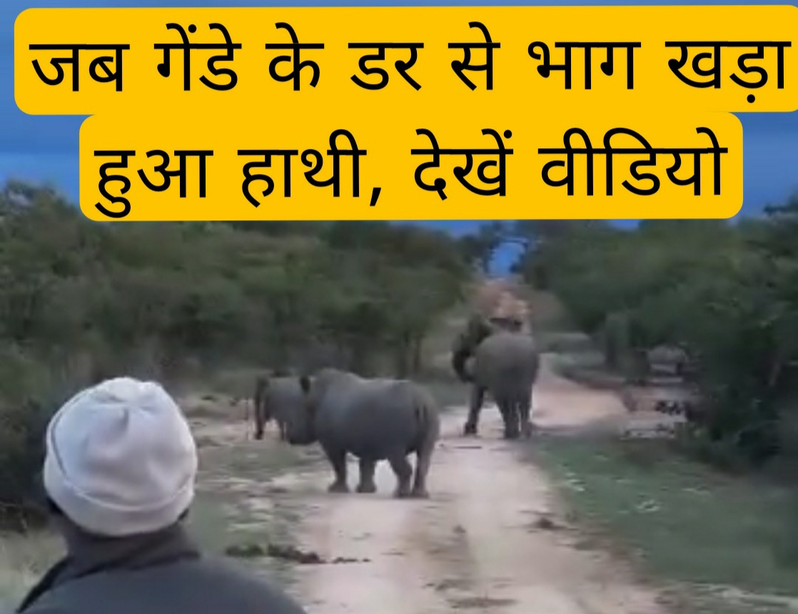 Viral video : जब गेंडे के डर से भाग खड़ा हुआ हाथी, देखें वीडियो