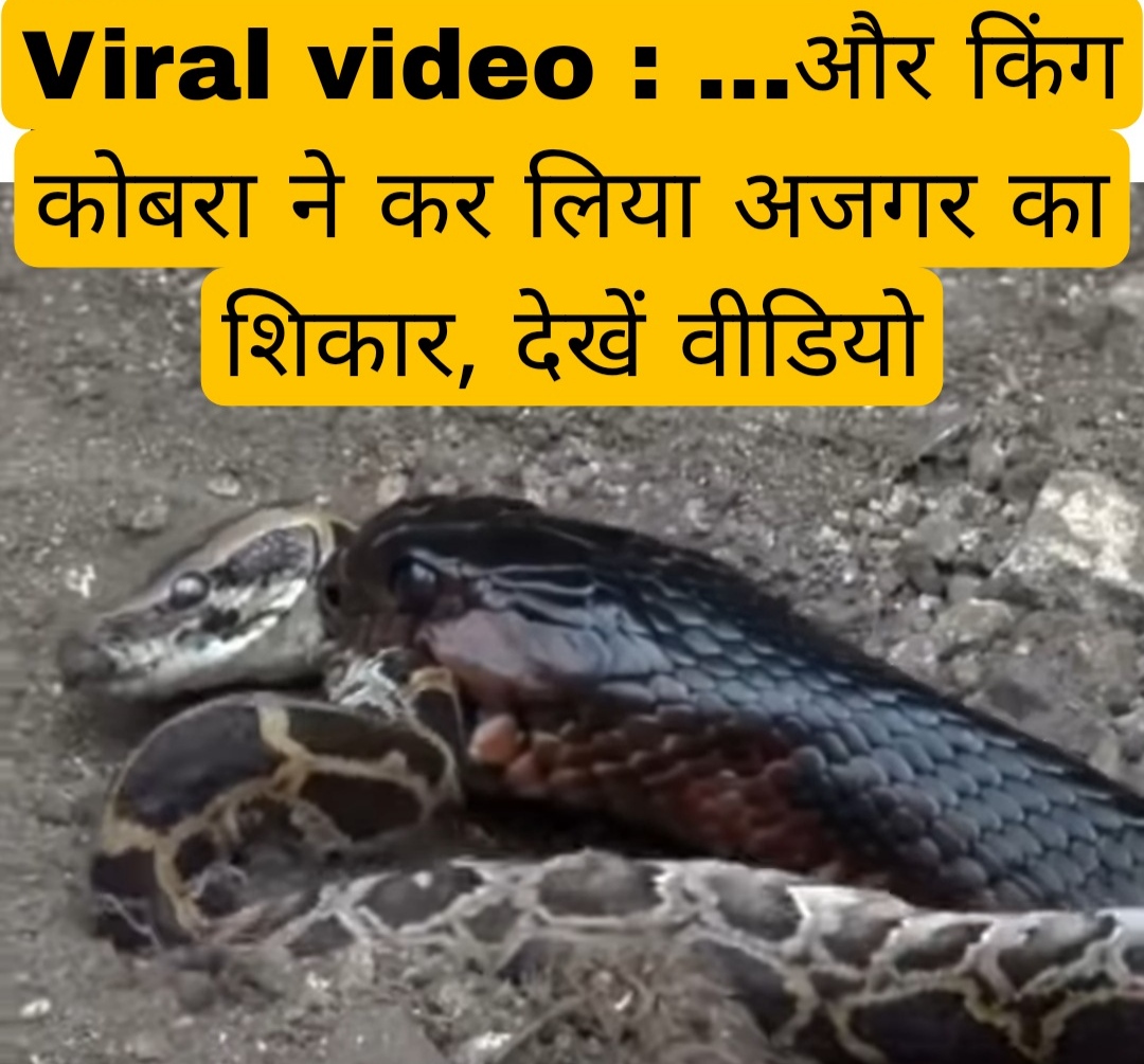 Viral video : …और किंग कोबरा ने कर लिया अजगर का शिकार, देखें वीडियो
