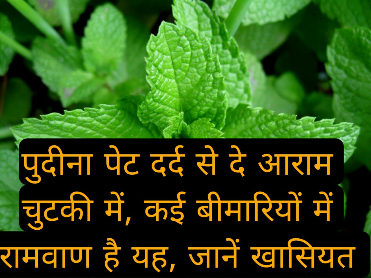 पुदीना पेट दर्द से दे आराम चुटकी में, कई बीमारियों में रामवाण है यह, जानें इसकी खासियत 