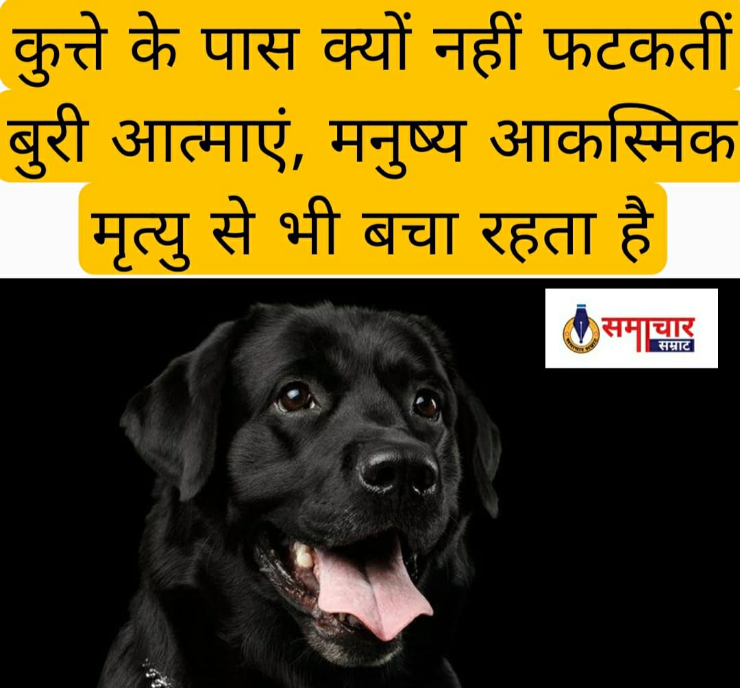 कुत्ते के पास क्यों नहीं फटकतीं बुरी आत्माएं, मनुष्य आकस्मिक मृत्यु से भी बचा रहता है