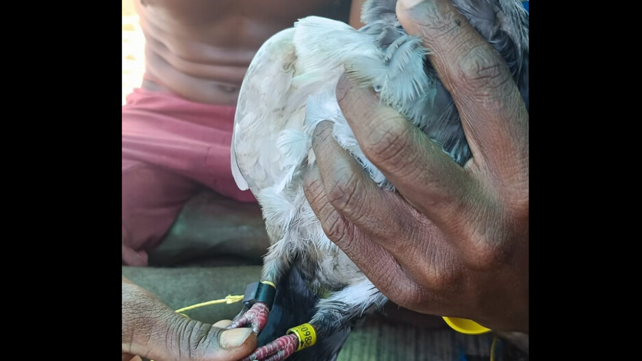 बीच समुद्र मछुआरे की नाव पर आ बैठा तोता, पैरों में बंधे थे टैग, कोड भी मिला