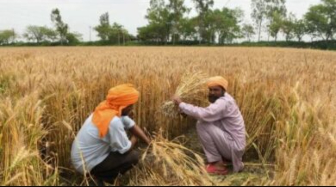 एमएसपी को कानूनी मान्यता देने पर विचार की सिफारिश