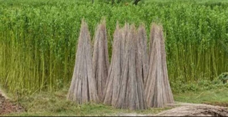 जूट के एमएसपी में 315 रुपये की बढ़ोतरी