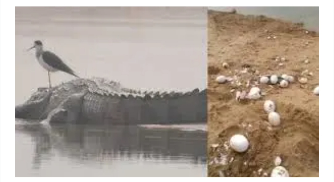 राष्ट्रीय चम्बल अभ्यारण्य  मुरैना में 66 अंडों से बाहर निकले घड़ियाल के बच्चे