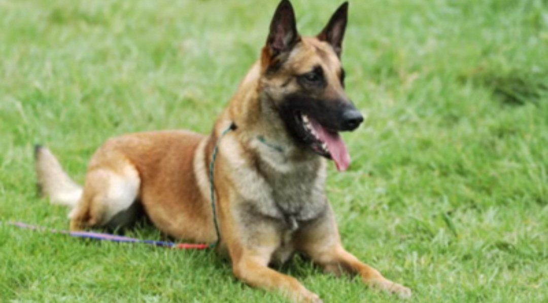 छत्तीसगढ़ के सीआरपीएफ जवानों ने गार्ड ऑफ ऑनर के साथ बहादुर डॉग रोलो को दी अंतिम विदाई