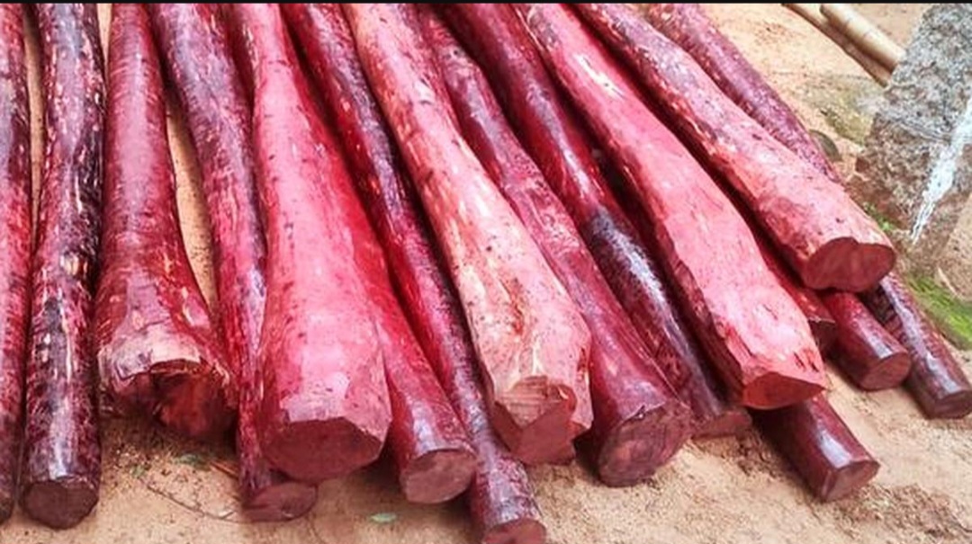 एनबीए ने आंध्र प्रदेश जैव विविधता बोर्ड को रेड सैंडर्स के संरक्षण के लिए मंजूर किए 82 लाख रुपये